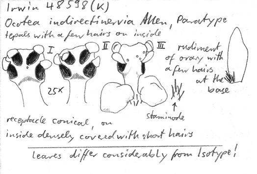 Vorschaubild Ocotea indirectinervia C.K. Allen